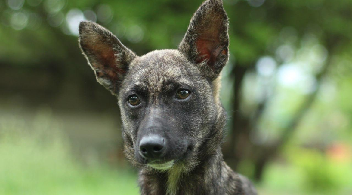 Chiens à adopter
